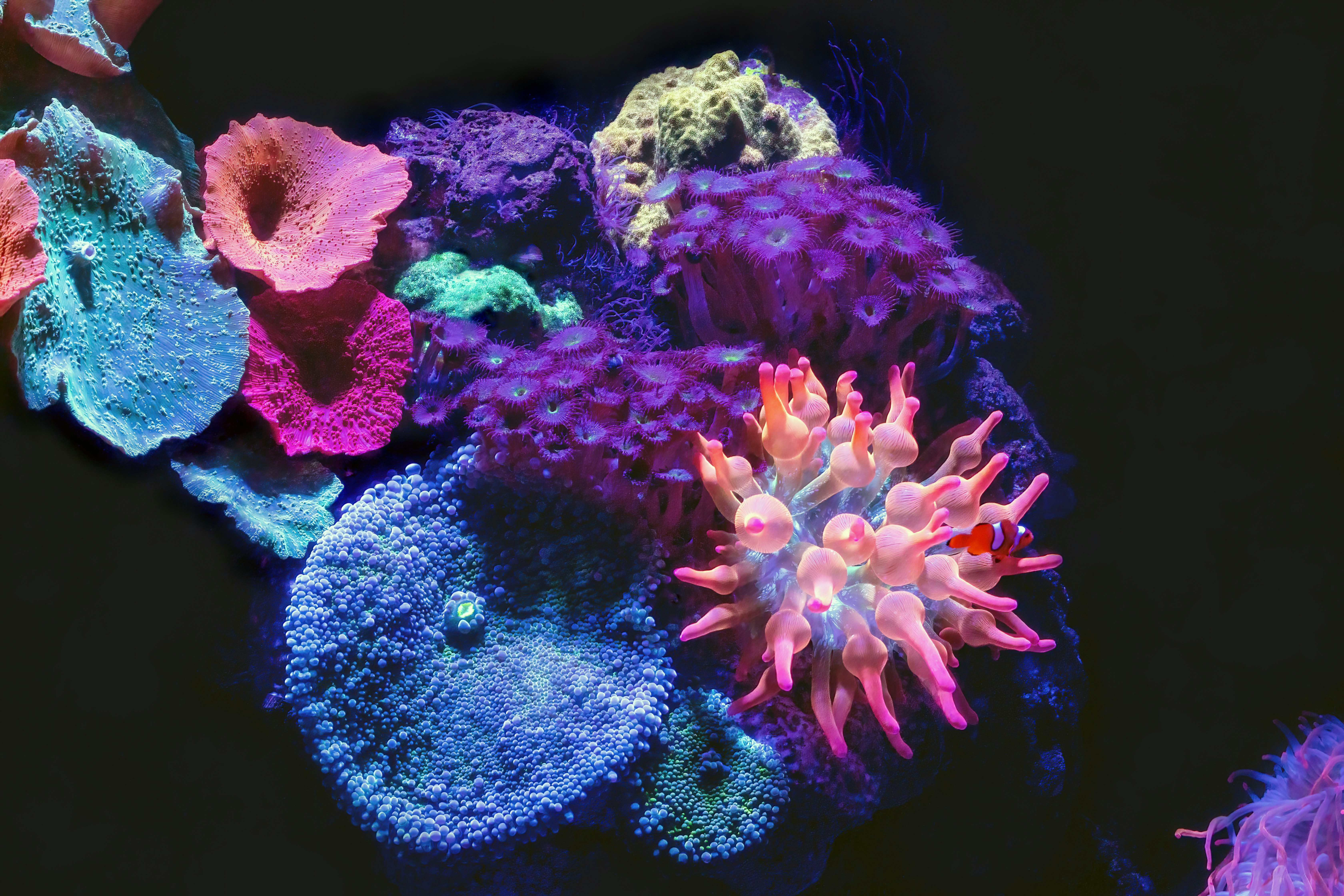 SPS Corals