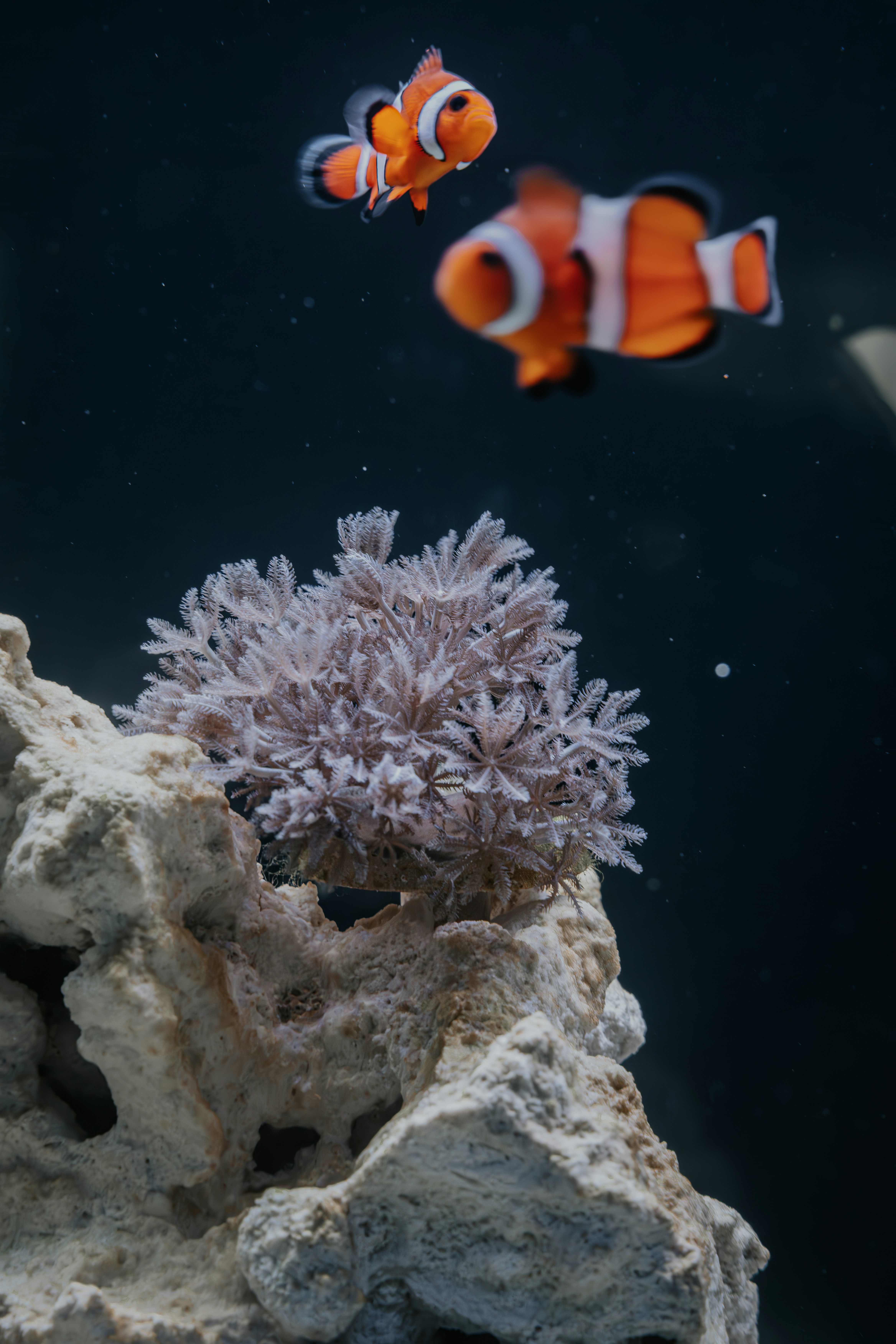 LPS Corals