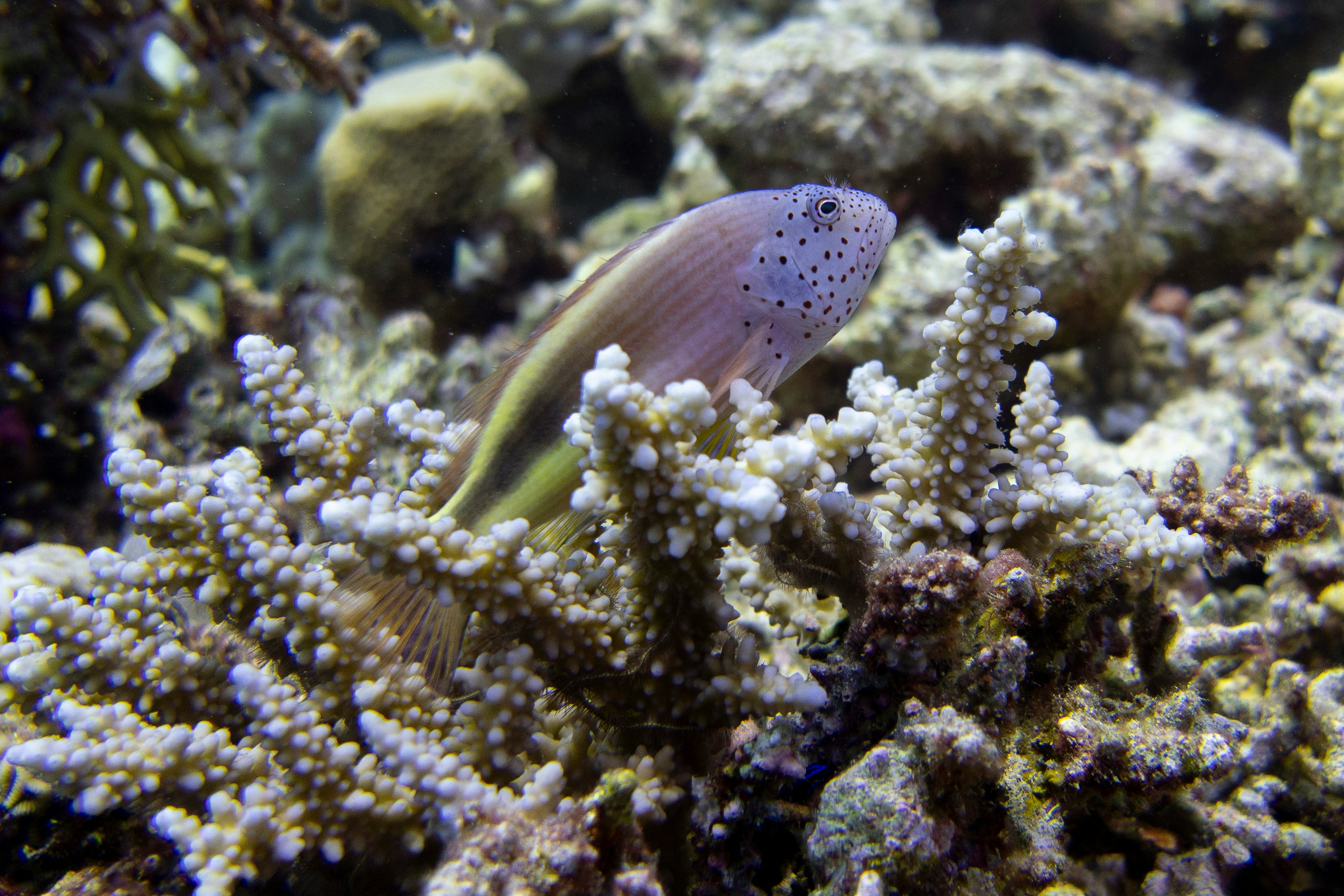 Marine Fish