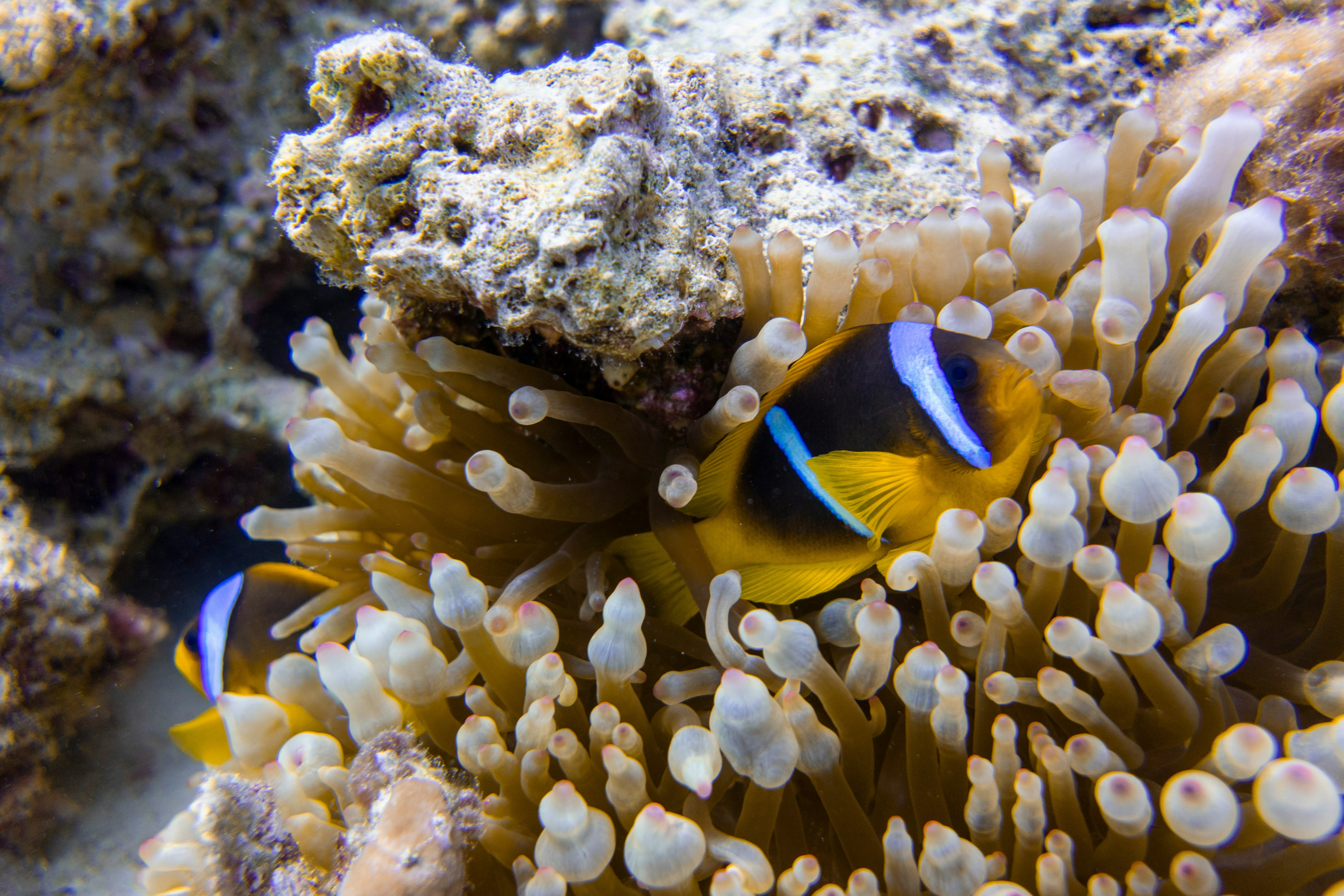 Soft Corals